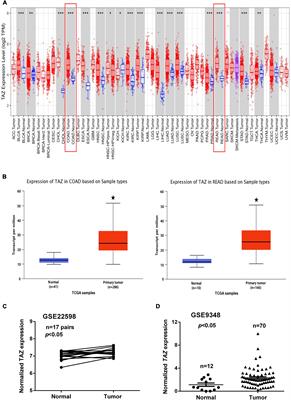 The Hippo Pathway Effector Transcriptional Co-activator With PDZ-Binding Motif Correlates With Clinical Prognosis and Immune Infiltration in Colorectal Cancer